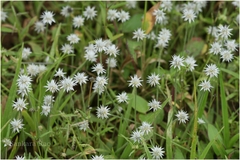 Eriocaulon stellulatum